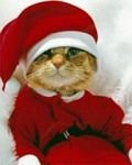 pic for CHRISTMAS CAT
